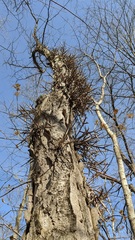 Gleditsia triacanthos triacanthos