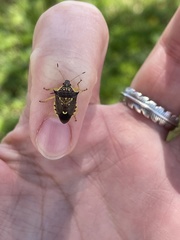 Conquistator mucronatus