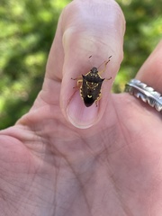 Conquistator mucronatus