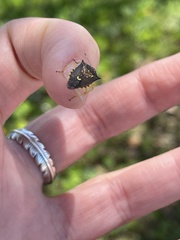 Conquistator mucronatus