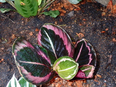 Goeppertia roseopicta