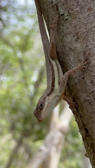 Anolis opalinus