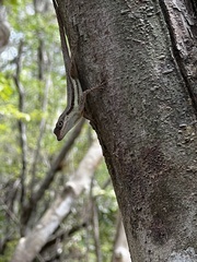Anolis opalinus