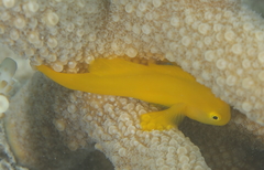 Gobiodon okinawae
