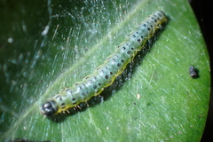 Hyalobathra micralis
