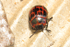 Platyphora congregata