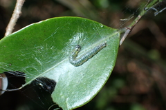Hyalobathra micralis