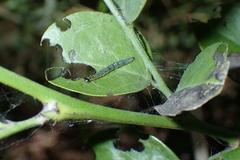 Hyalobathra micralis