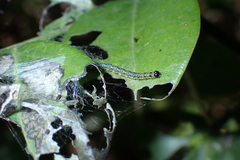 Hyalobathra micralis