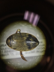 Thermonectus nigrofasciatus nigrofasciatus