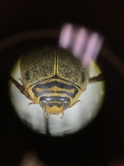 Thermonectus nigrofasciatus nigrofasciatus