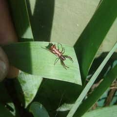 Micrathena swainsoni