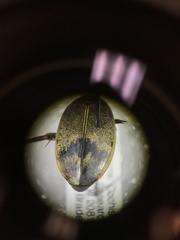 Thermonectus nigrofasciatus nigrofasciatus