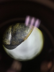 Thermonectus nigrofasciatus nigrofasciatus