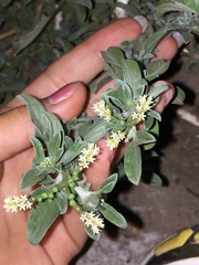 Euploca procumbens