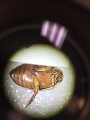 Thermonectus nigrofasciatus nigrofasciatus