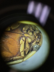 Thermonectus nigrofasciatus nigrofasciatus