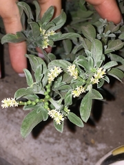 Euploca procumbens