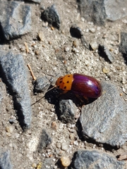 Platymela sticticollis