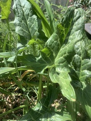 Arum italicum