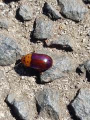 Platymela sticticollis