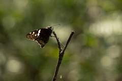 Codatractus arizonensis