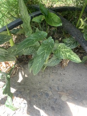 Arum italicum