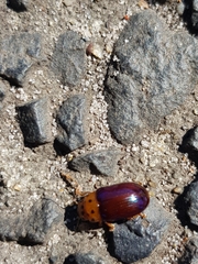 Platymela sticticollis