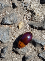 Platymela sticticollis