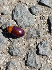 Platymela sticticollis