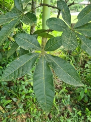 Pachira glabra