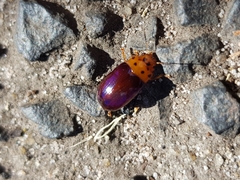 Platymela sticticollis