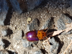 Platymela sticticollis