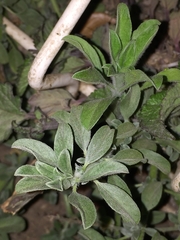 Euploca procumbens