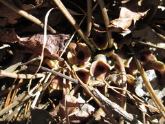 Hexastylis naniflora