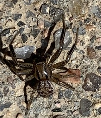 Bassaniana utahensis
