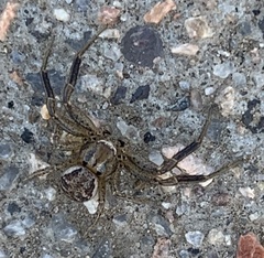 Bassaniana utahensis