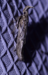Filatima