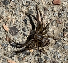 Bassaniana utahensis