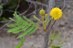Leucaena greggii