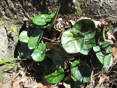 Hexastylis naniflora