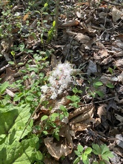 Tiarella wherryi