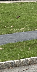 Turdus migratorius
