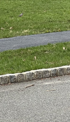 Turdus migratorius