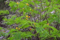 Leucaena greggii