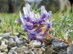 Astragalus bibullatus