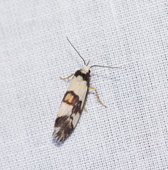 Philenora irregularis