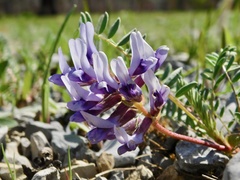 Astragalus bibullatus