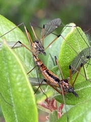 Hesperotipula
