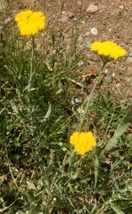 Achillea clypeolata